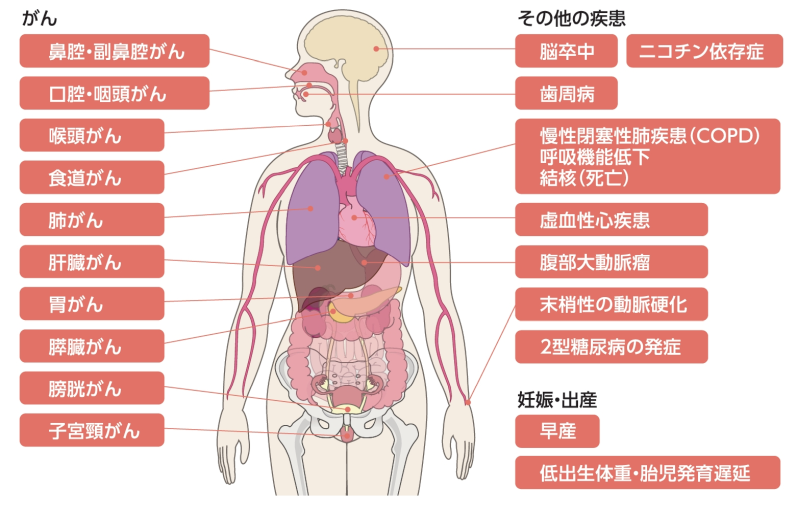 タバコの健康への影響
